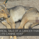 Illustration for article titled The Worlds Oldest Tumor is 11,000 Years Old and Spread By Dog Sex